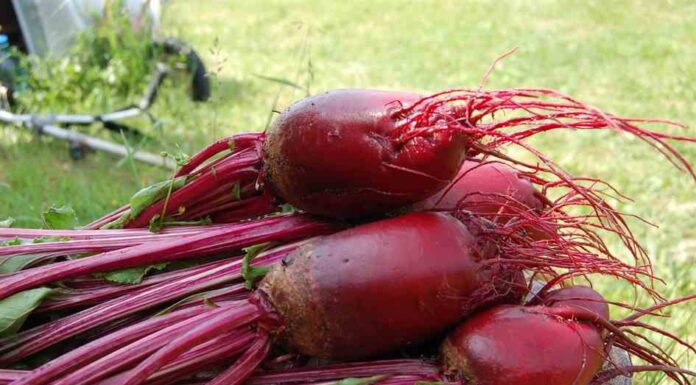 beetroot-juice-promotes-healthy-circulation-in-postmenopausal-women-finds-study